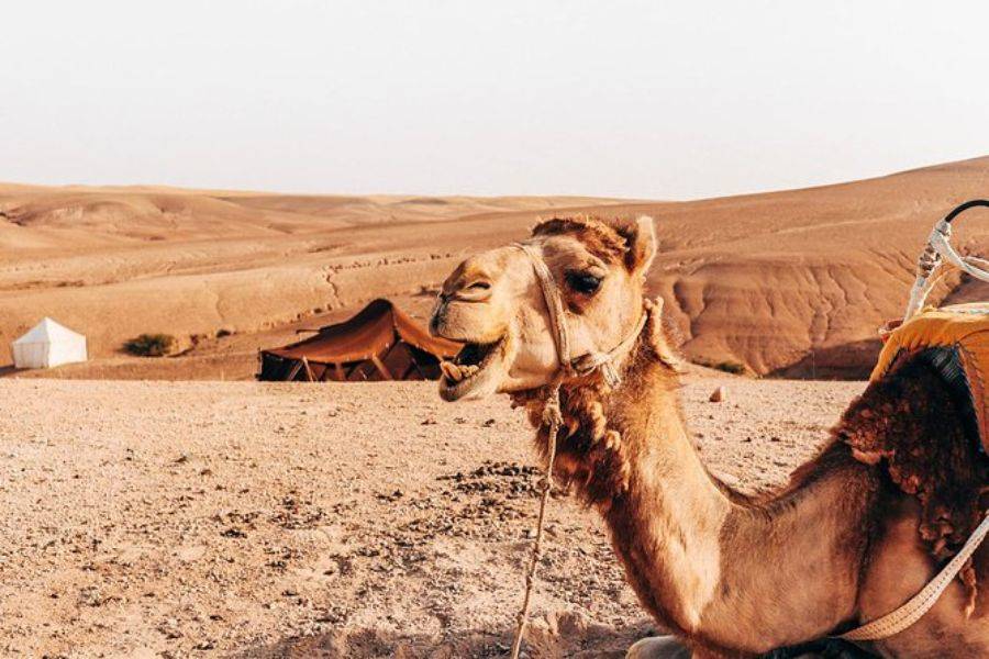 Camel ride in Agafay